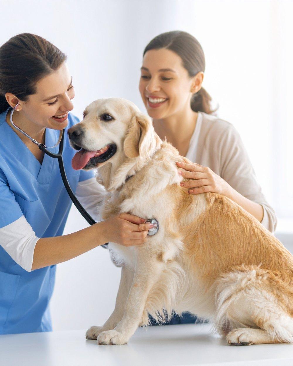 Veterinária examinando cachorro golden com tutora no consultório